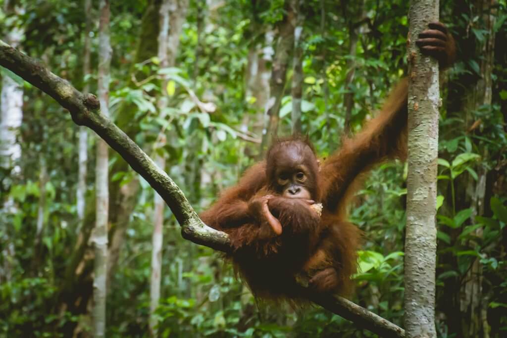 Adorable baby orangutan at a feeding station in Borneo Indonesia