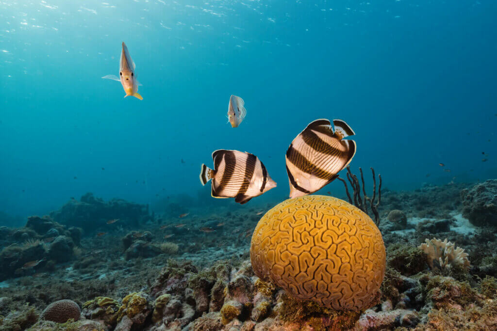 Butterfly-fish-and-coral-reef-snorkeling-in-Curacao