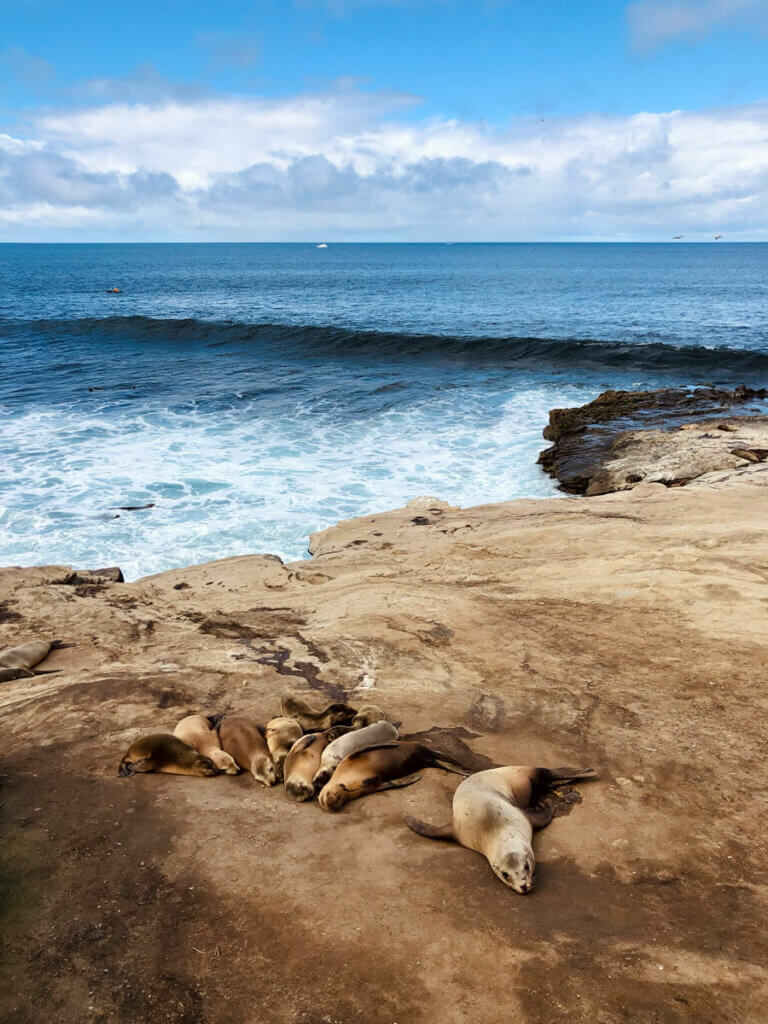 California-sea-lions-in-La-Jolla-California