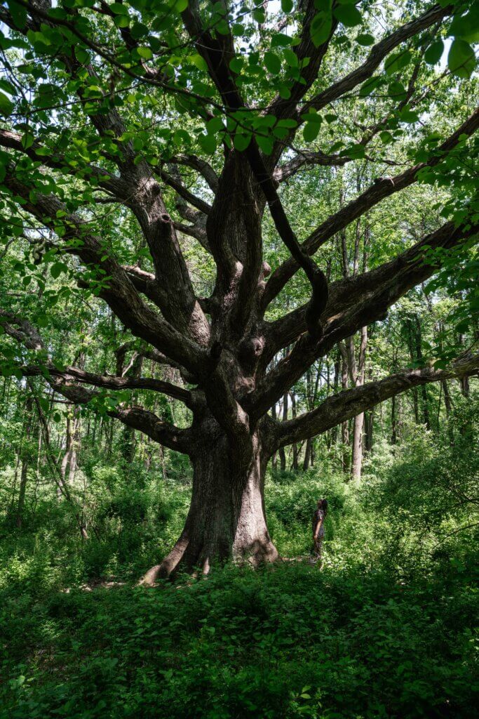 Champion White Oak Tree on the Deer Creek Trail in Susquehanna State Park in Maryland