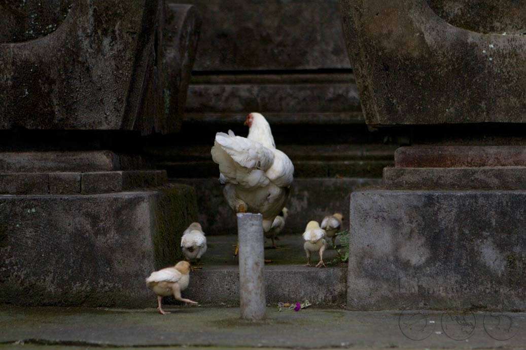 Ubud Bali