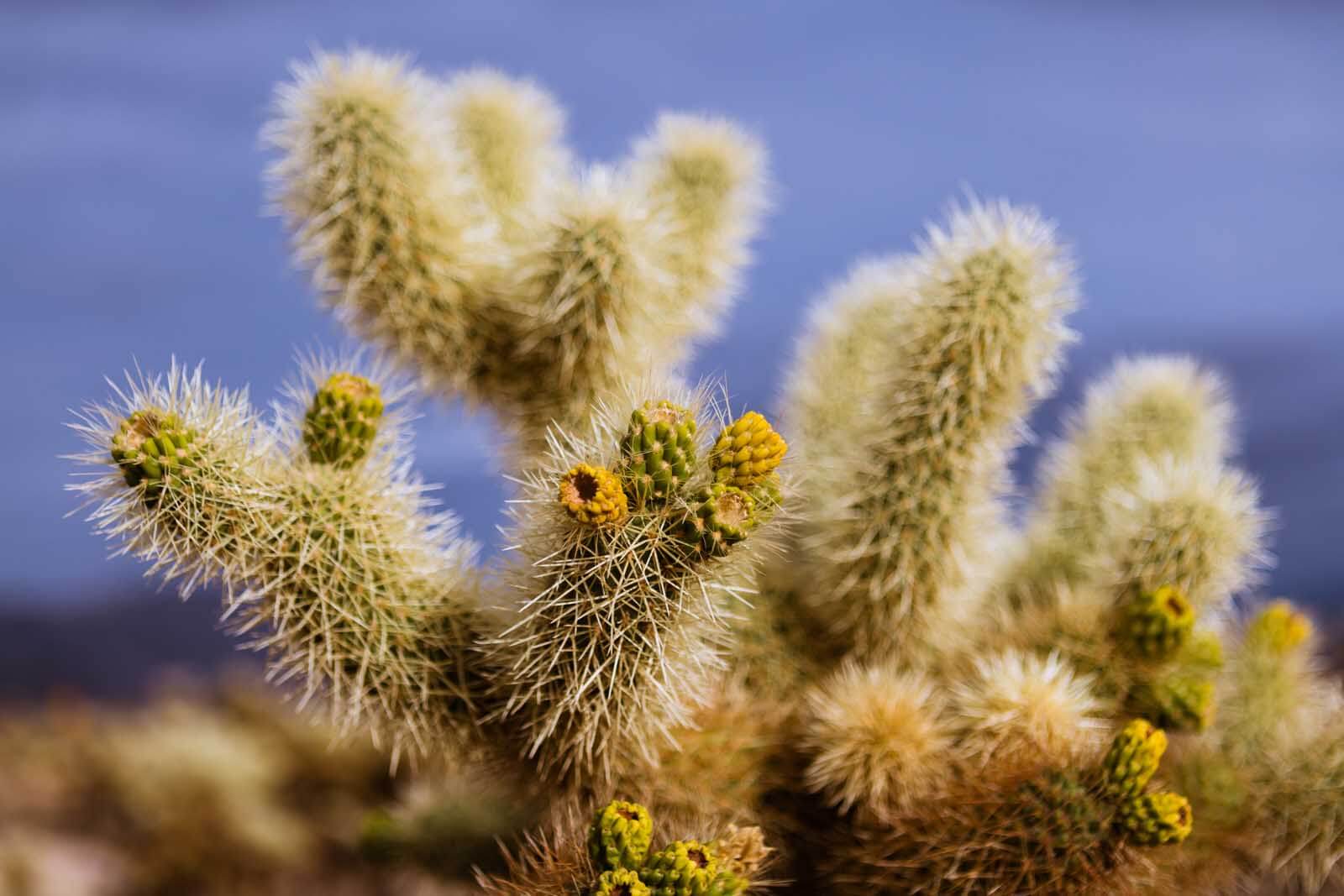 Cholla Cactus dans le Joshua Tree National Park