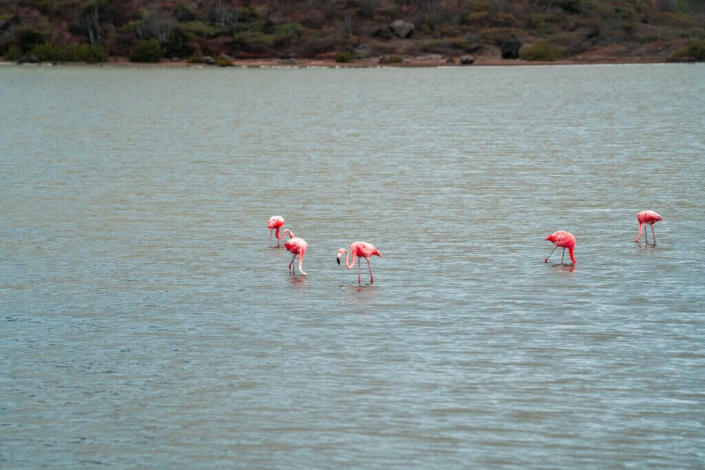 Curacao Flamingos at the Flamingo Sanctuary at Sint Michiel