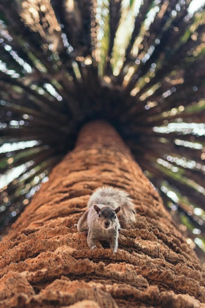 Friendly Squirrel in Mexico City