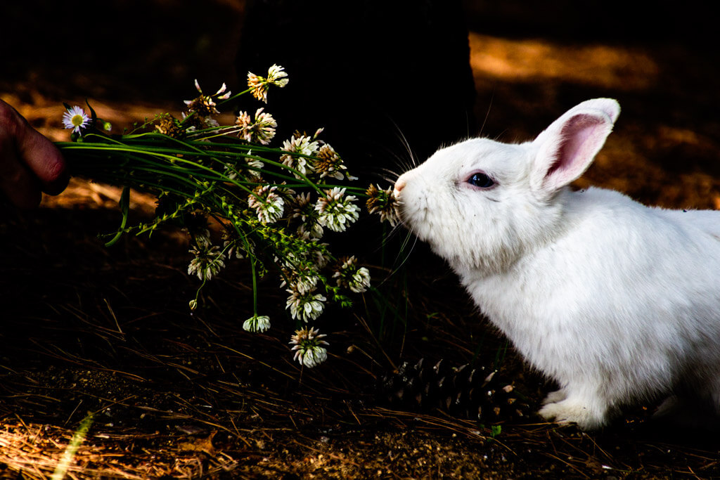 Rabbit Park in Seoul