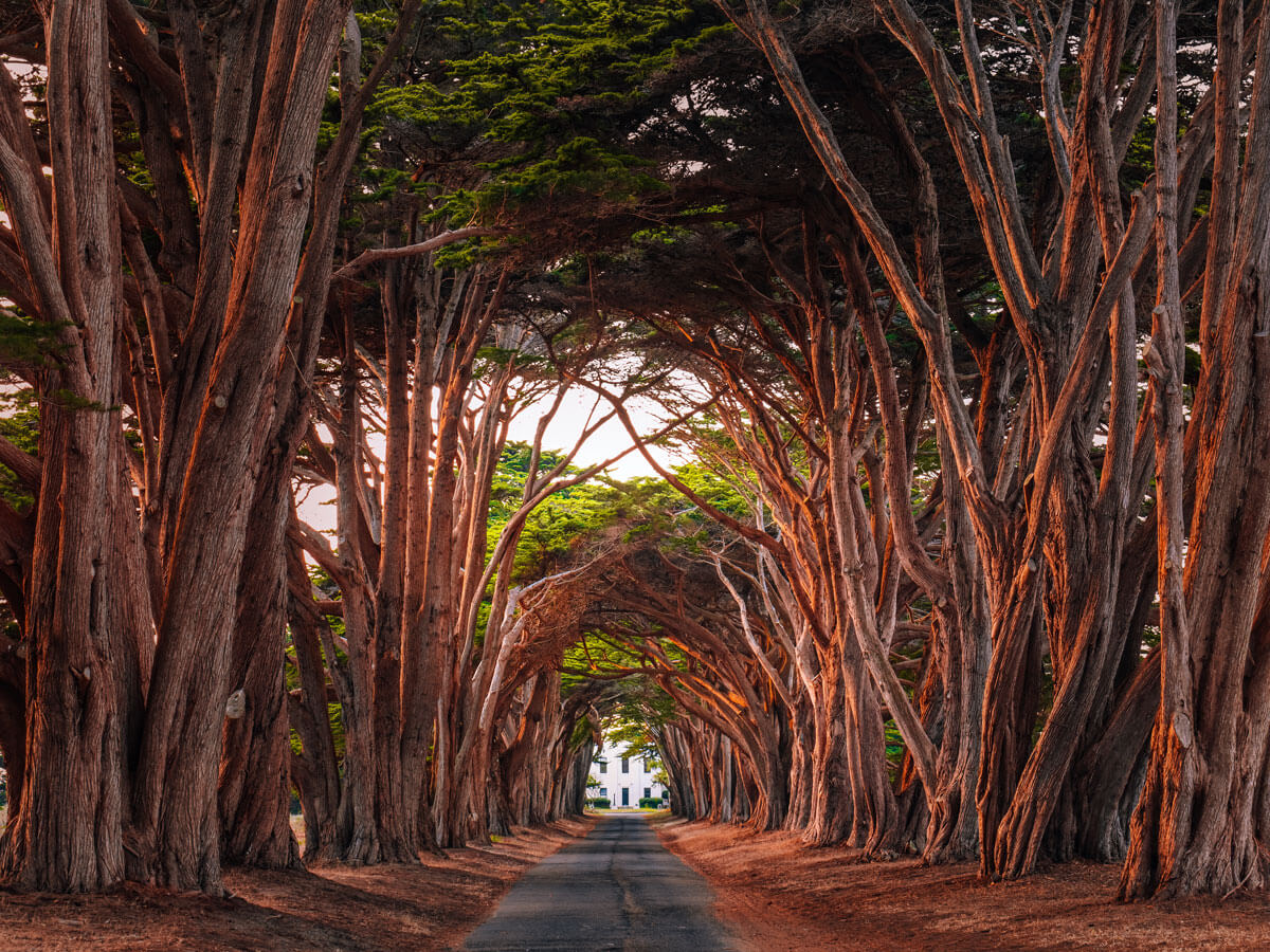 Cypress-Tree-Tunnel-at-Point-Reyes-National-Seashore-in-California