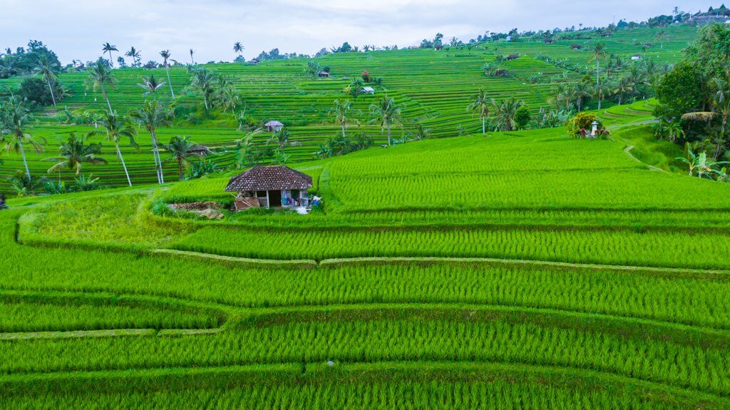 Rice Terraces Bali