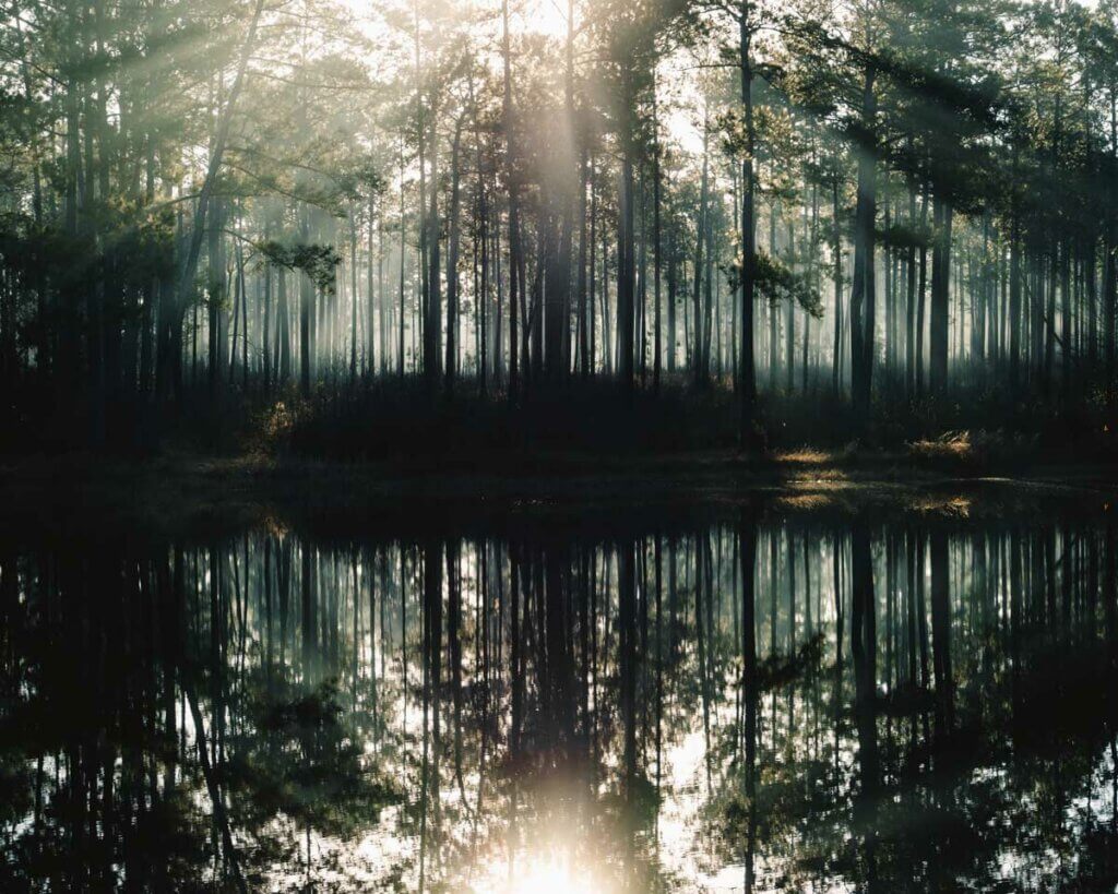 De-Soto-National-Forest-in-Mississippi