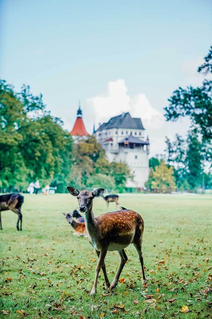 deer in the park at Blatna Castle