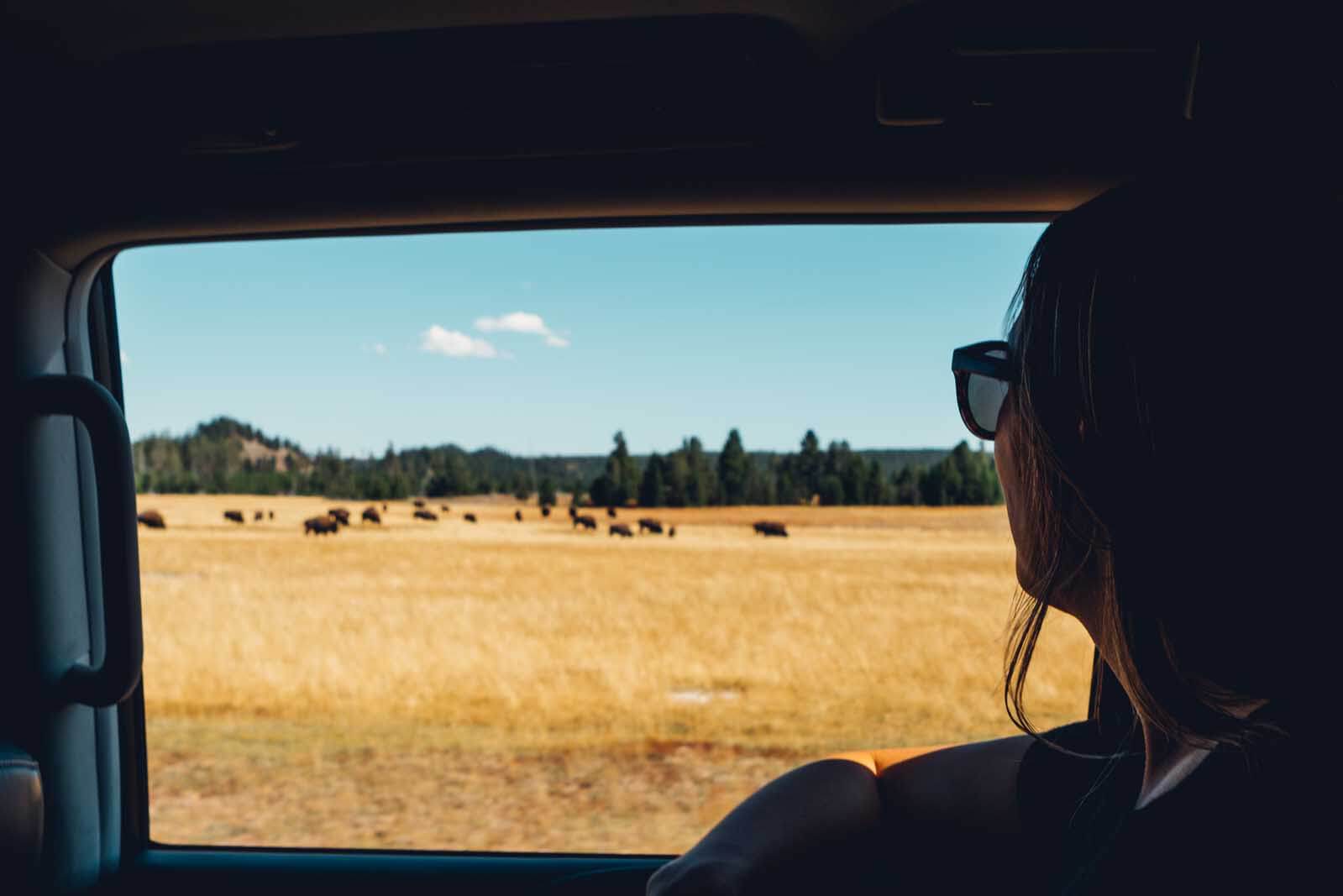 Megan looking out the window of the car driving passed Bison in Yellowstone National Park