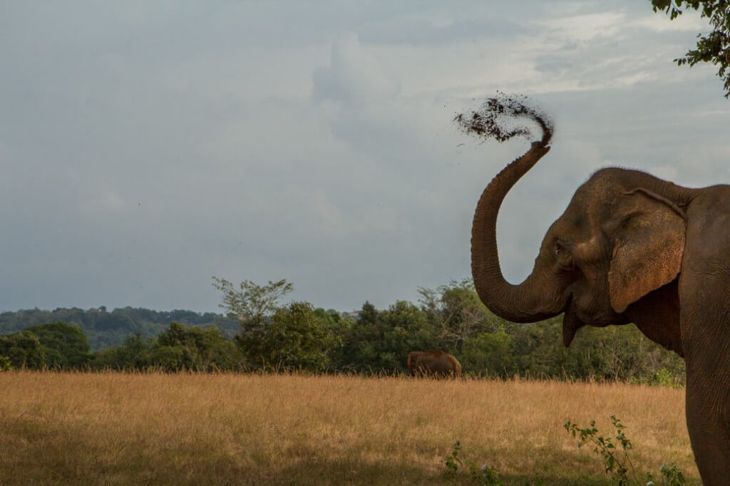 Elephant-Playing-in-Dirt