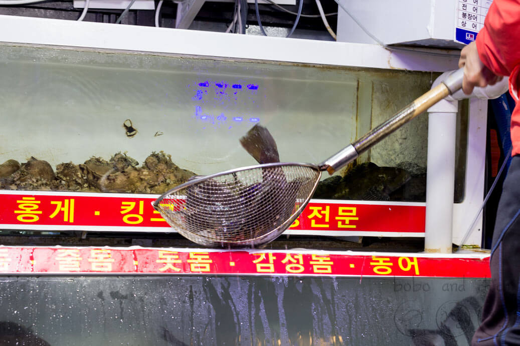 Sokcho's Fish Market