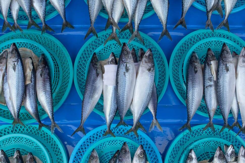 Busan Jigalchi Fish Market