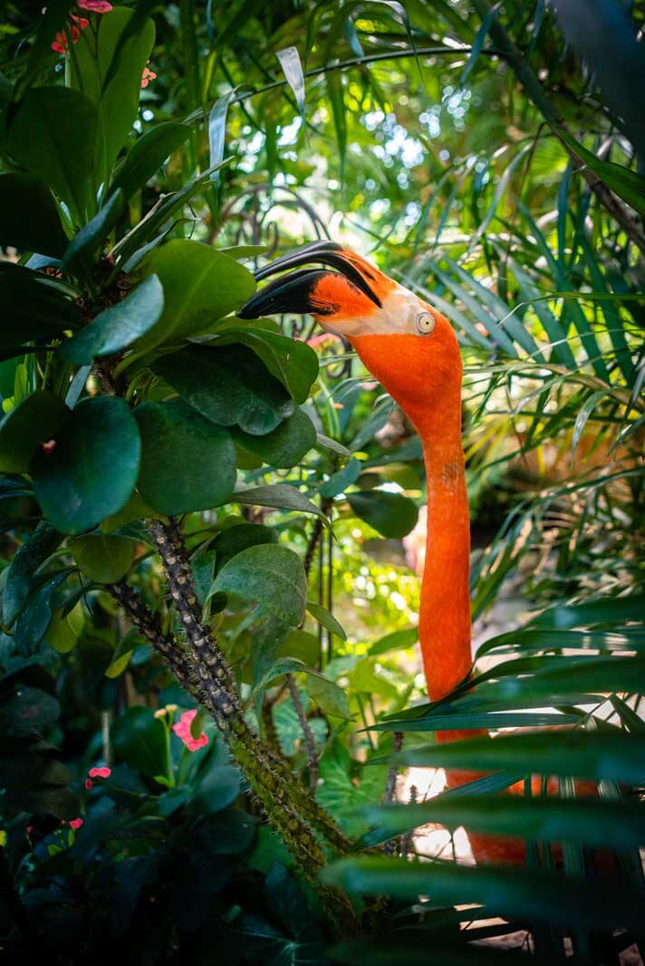 Flamingo in the butterfly conservatory in Key West