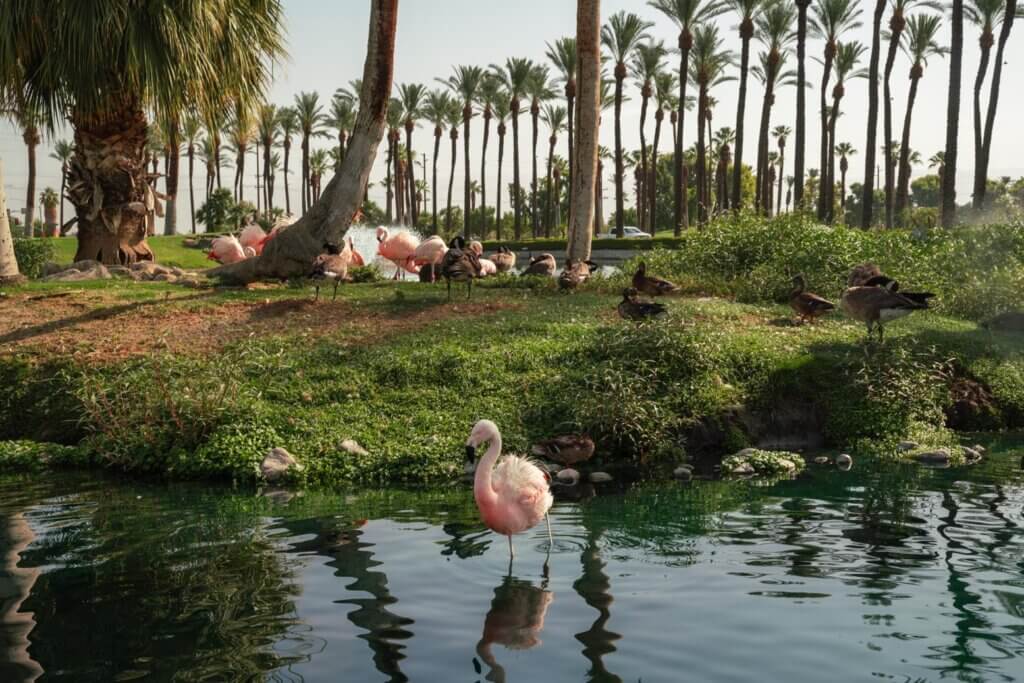 Flamingos at JW Marriott Desert Springs in Palm Springs California
