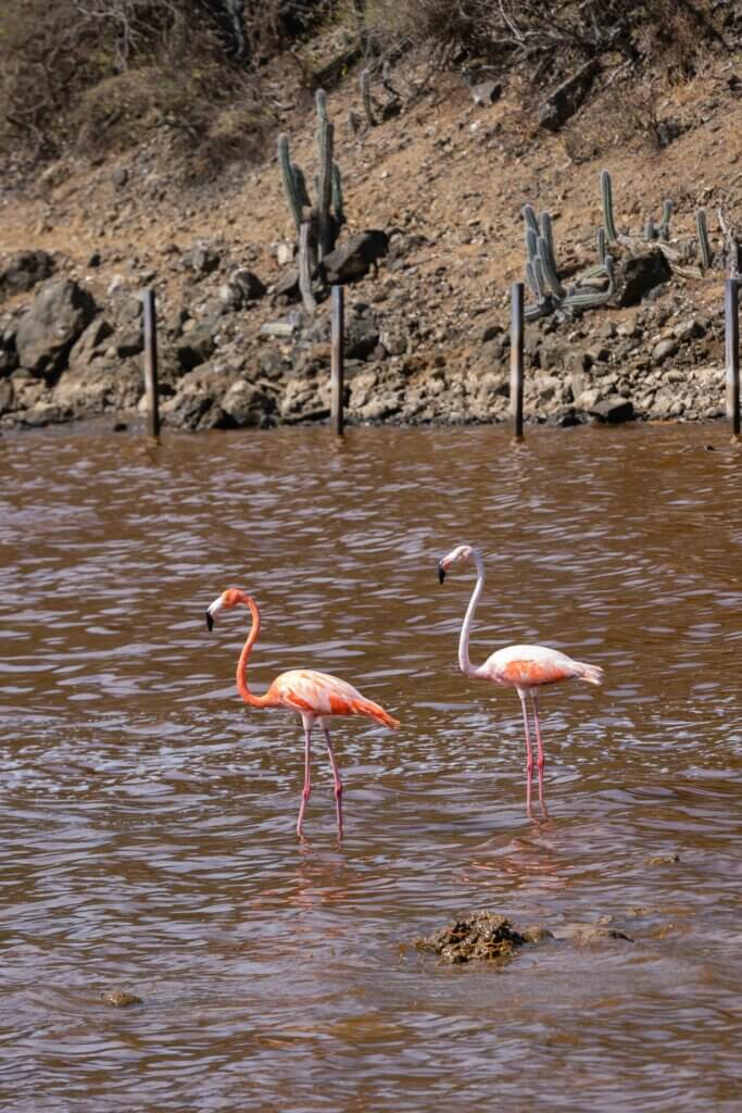 Flamingos inside Washington-Slagbaai National Park in Bonaire