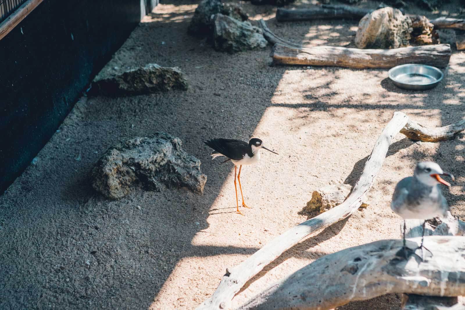 a little bird at the Florida Keys Wild Bird Center