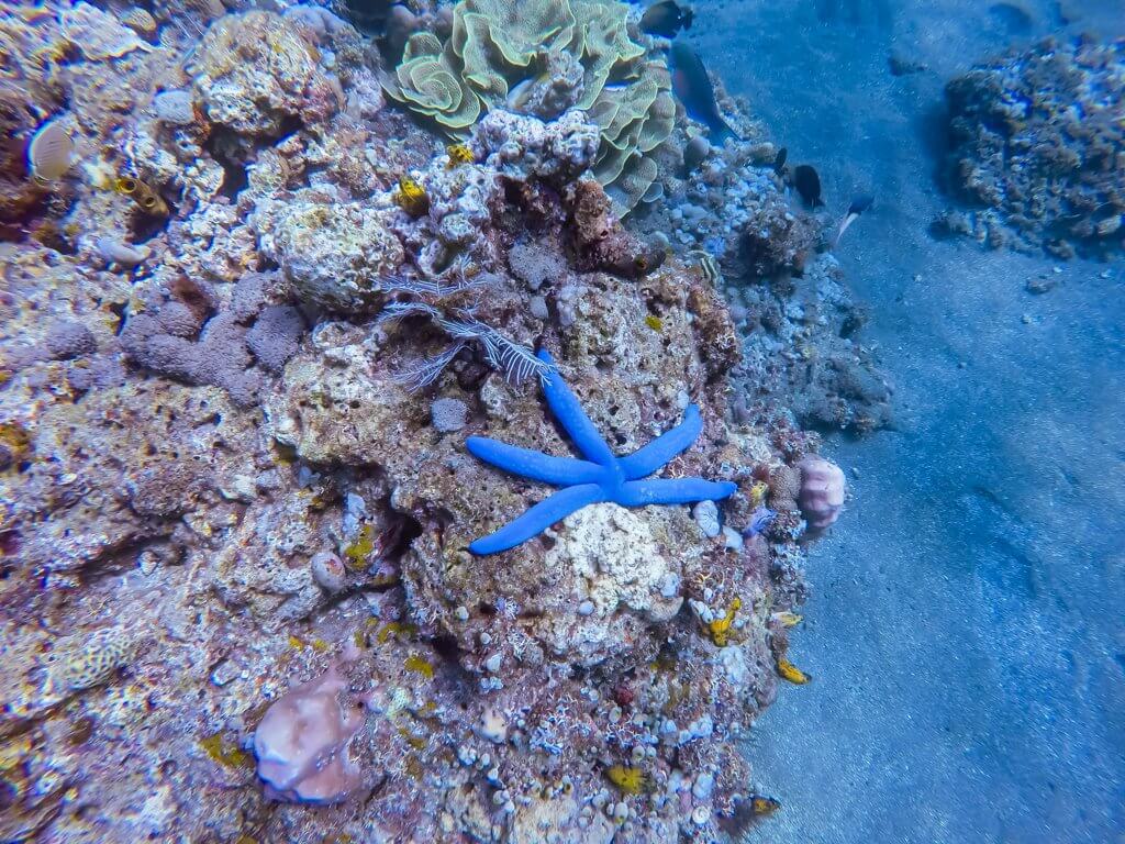 Diving in Amed Beach - blue starfish