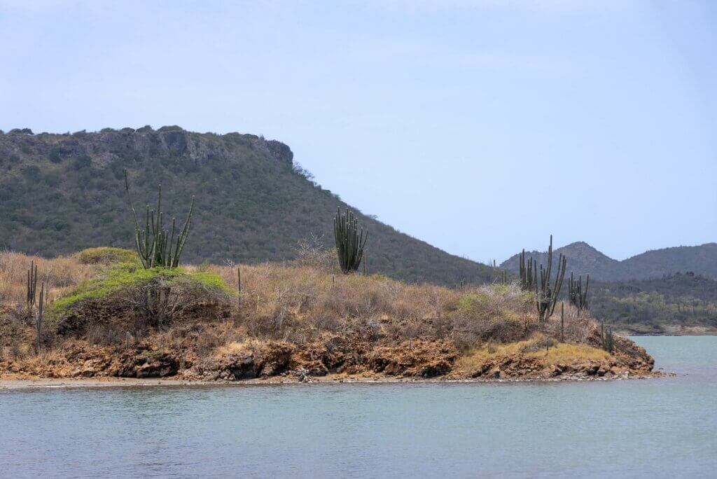 Goto Lake or Gotomeer in Bonaire where flamingos often hang out near Washington Slagbaai National Park