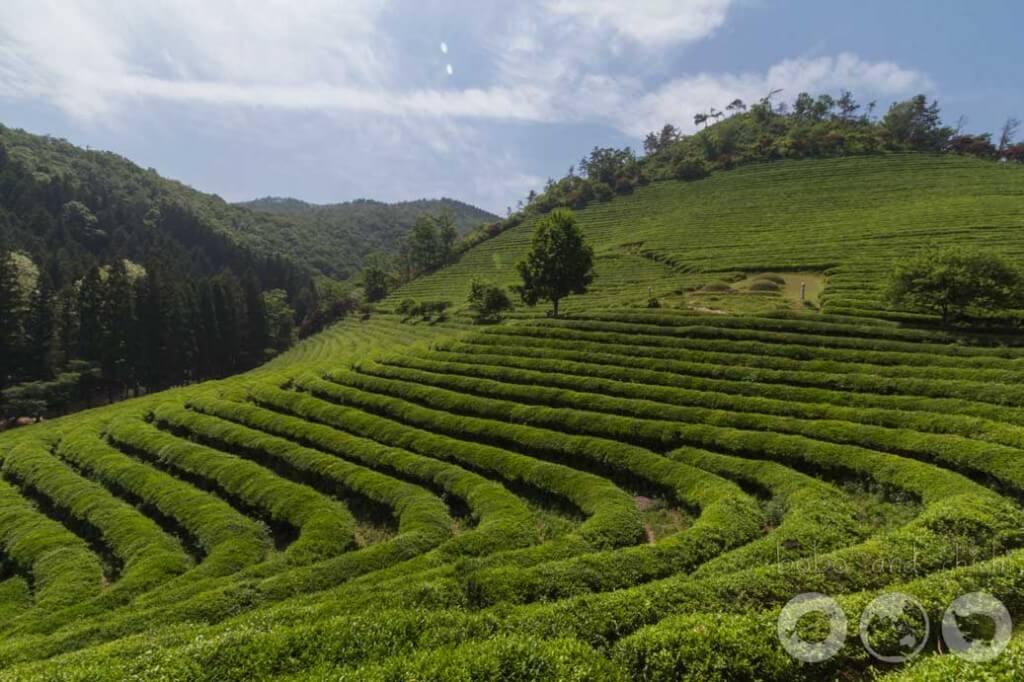 Boseong Green Tea Plantation