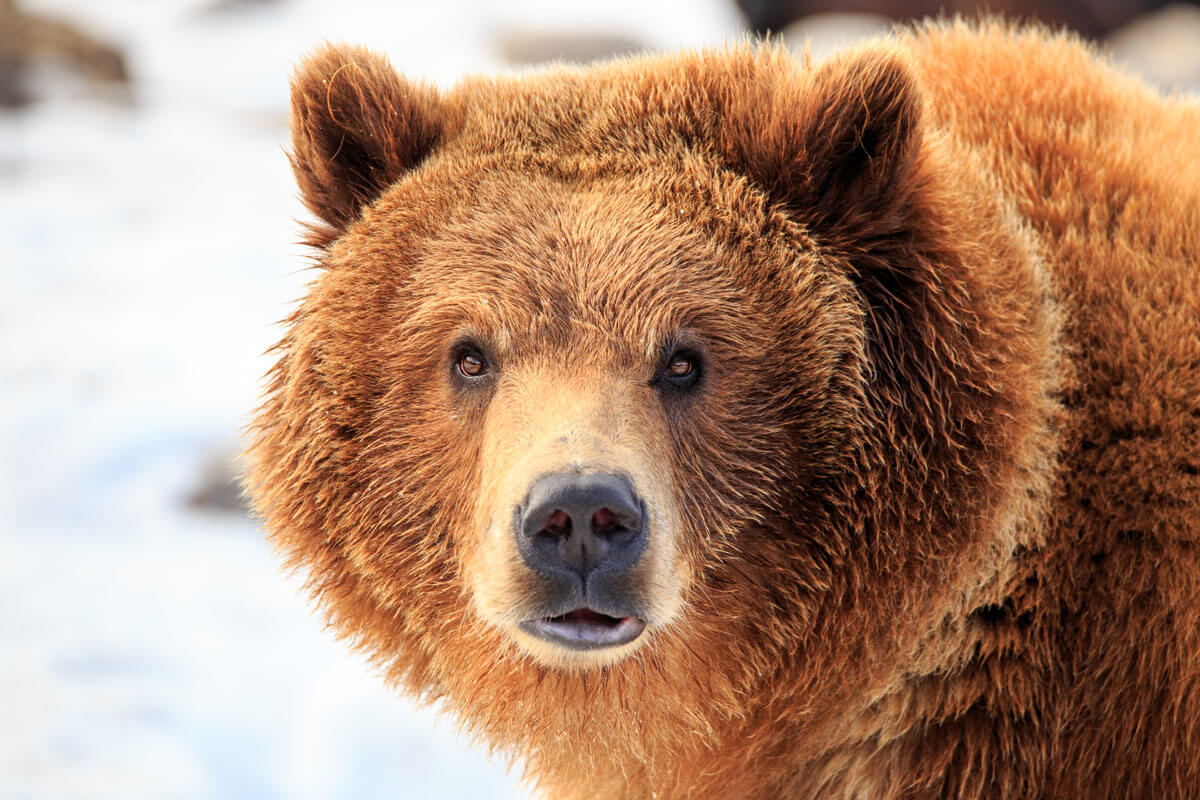 Grizzly-Bear-Encounter-in-Bozeman-Montana