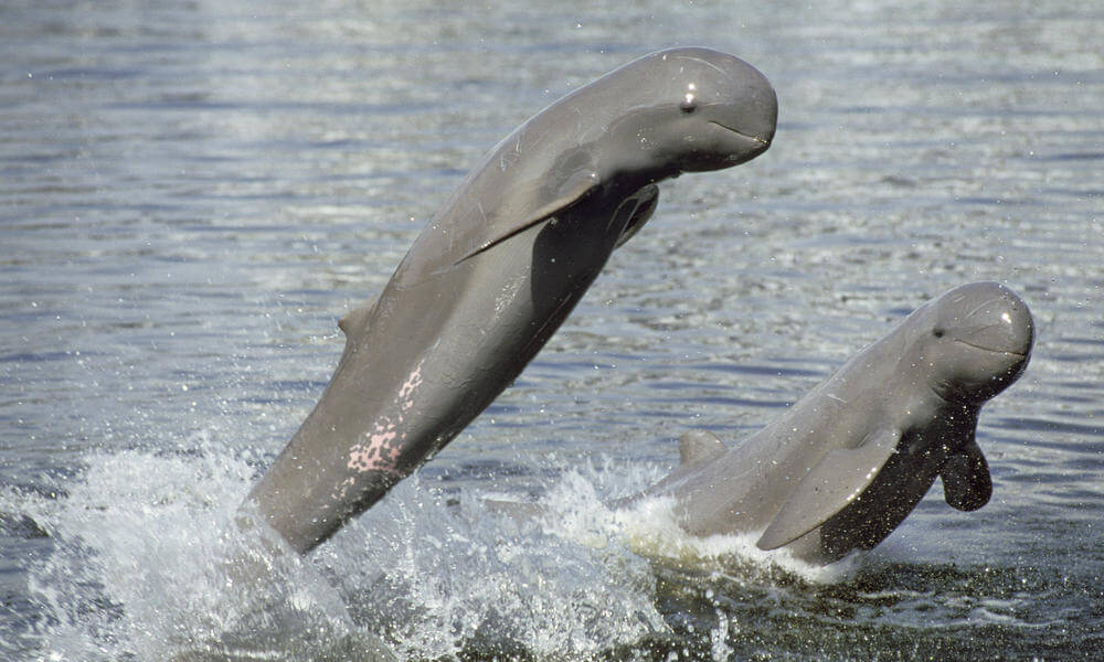 Irawaddy Dolphins