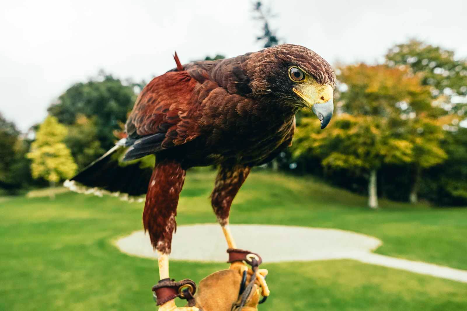 Hawk at Dromoland Castle in IReland