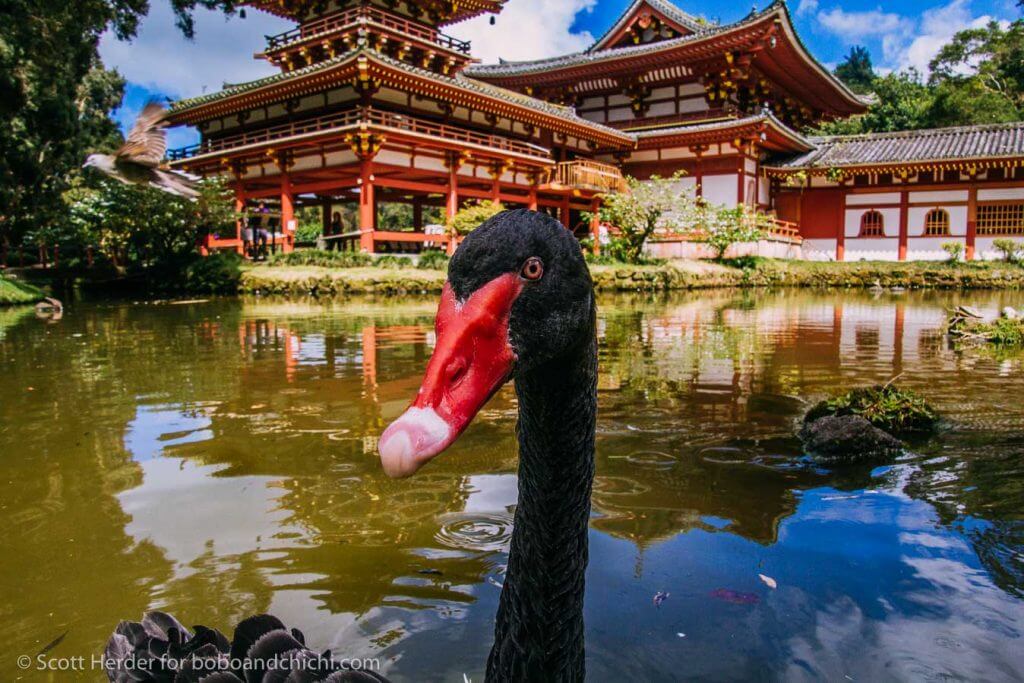 Byodo- In Temple Black Swan