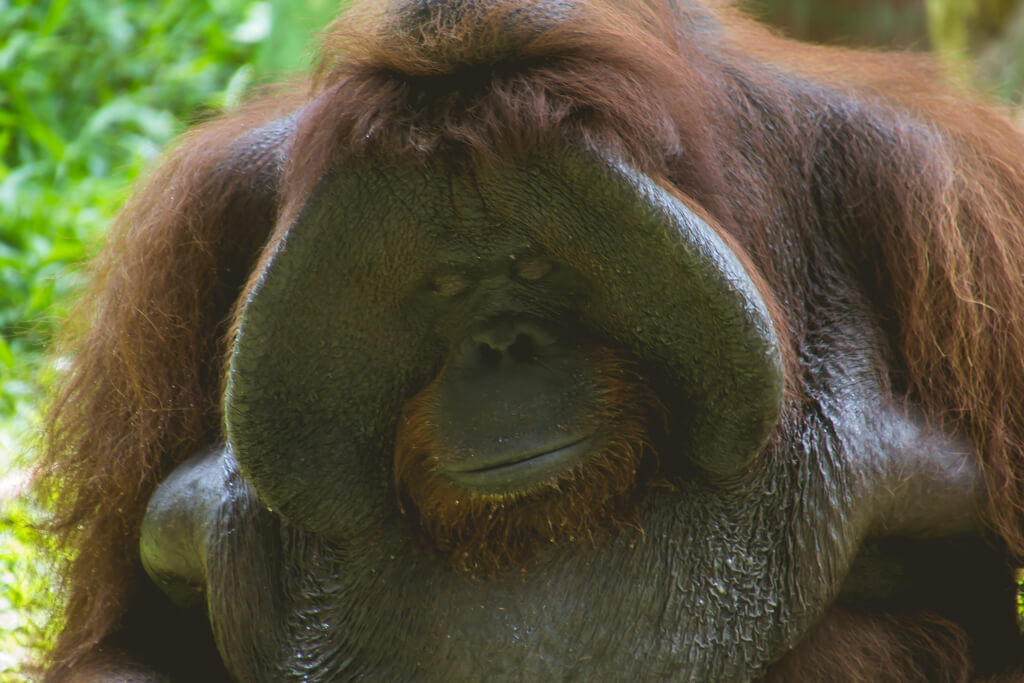 Jackie the Orangutan at Bali Zoo