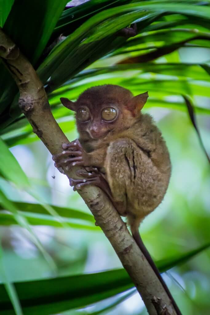 Bohol Philippines