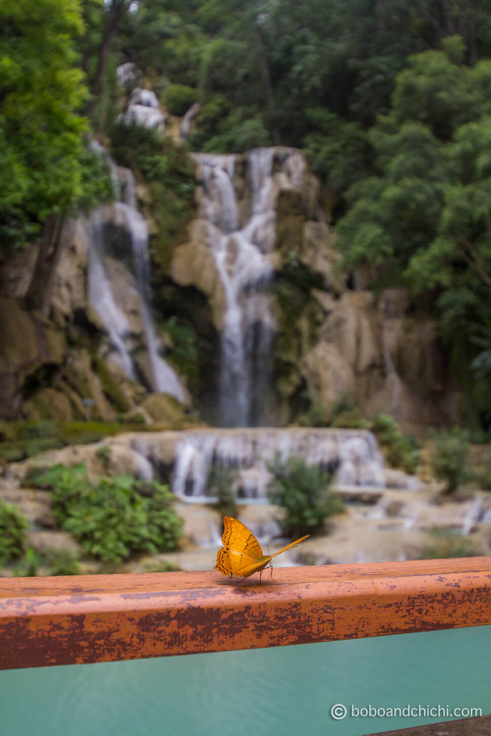 Butterfly at Kuang Si Waterfalls | Best Things to Do in Luang Prabang