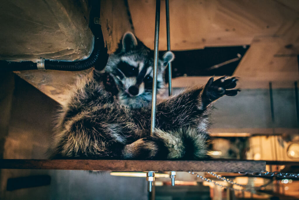 Raccoon Cafe in Seoul