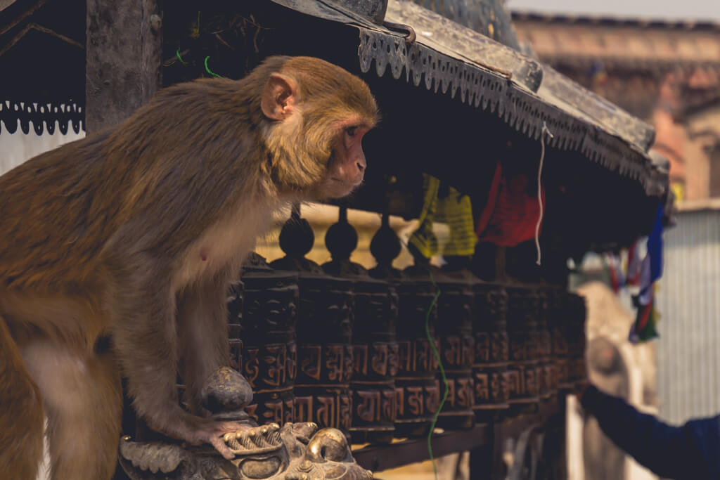 Monkey Temple Kathmandu