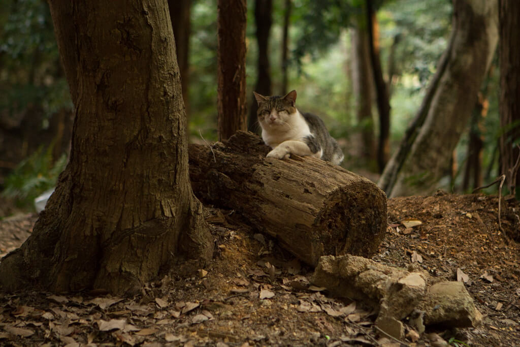 Cat at Fushimi Inari