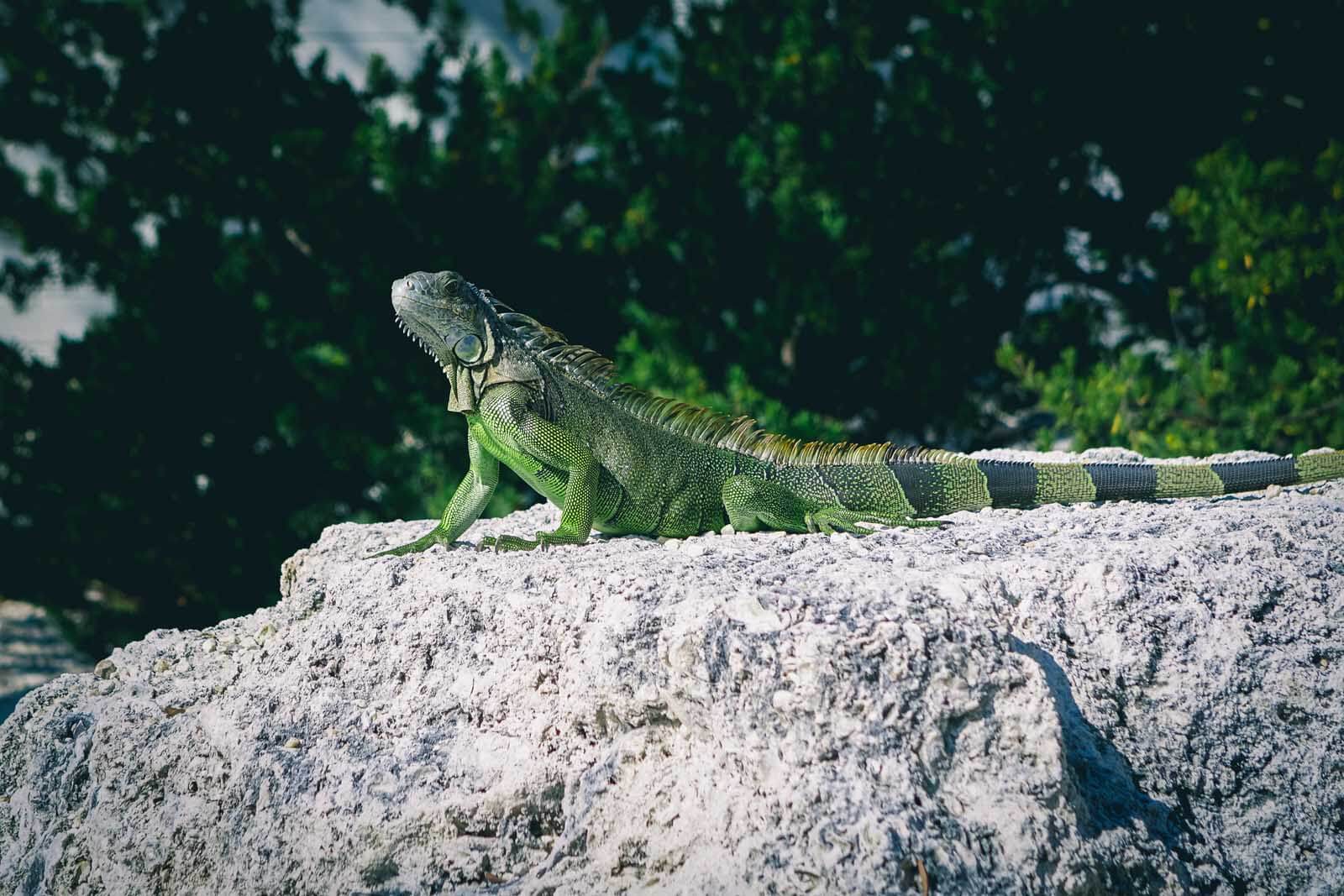 Iguana sunbathing at John Pennekamp State Park in the Florida Keys