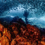 King-Neptune-sculpture-underwater-seen-by-snorkeling-or-diving-in-curacao-at-Playa-Grandi-or-Playa-piskado-beach