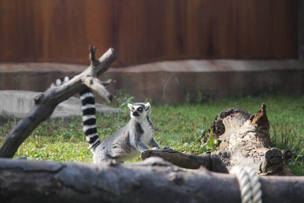 Lemur-at-Friendly-Monkey-Valley