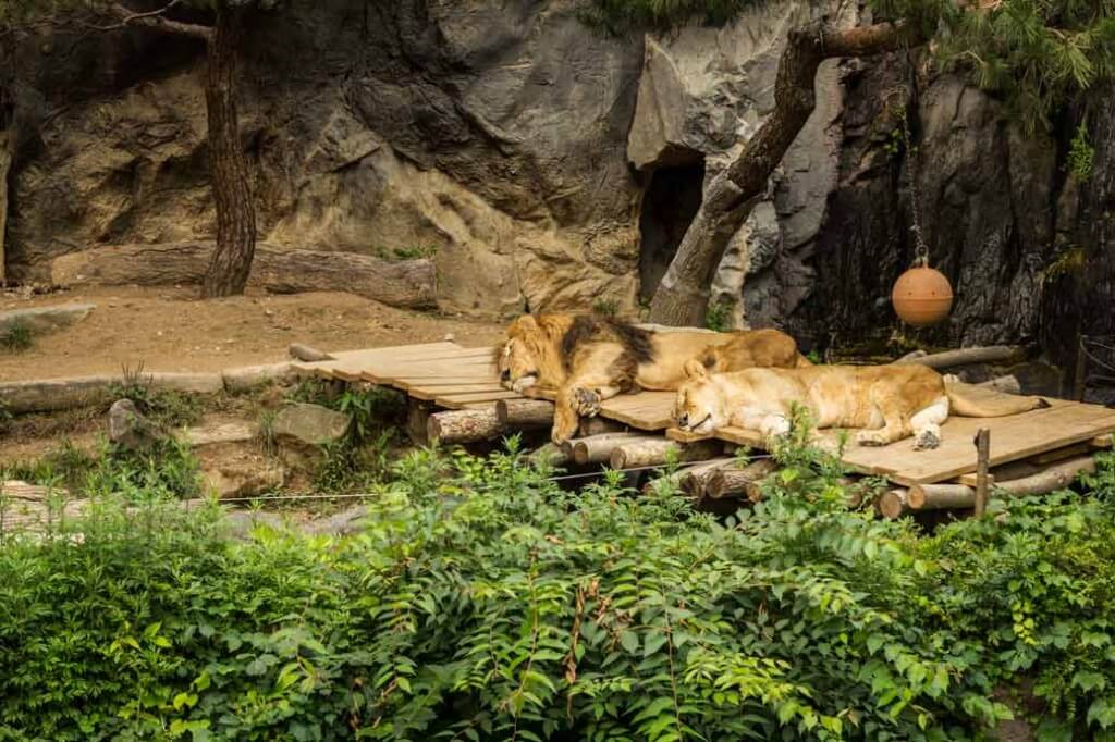 Lion-Couple-Sleeping