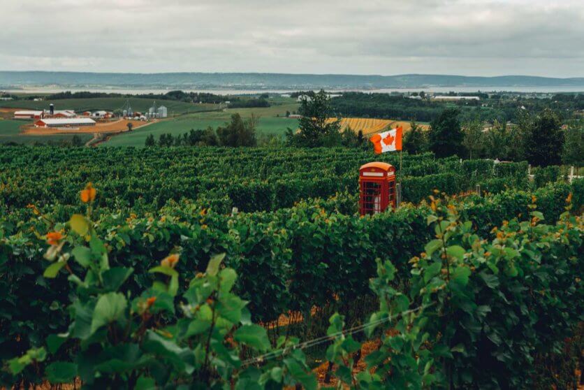 Luckkett Vineyards near Wolfville in the Annapolis Valley of Nova Scotia