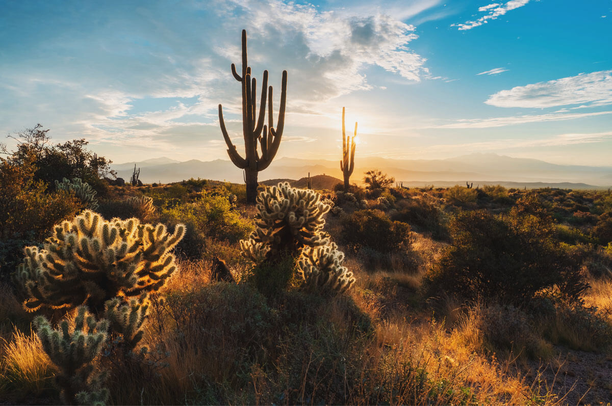 McDowell-Sonoran-Desert-Preserve-near-Scottsdale-Arizona