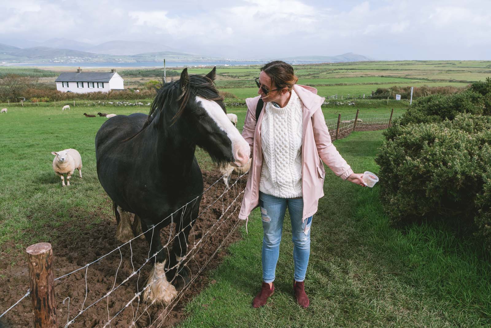 Petting-animals-in-Dingle-Peninsula