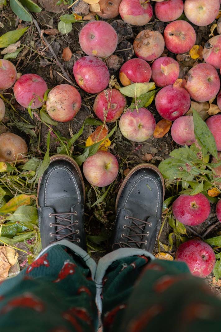 Megan and her boots apple picking at an orchard in new york in the fall