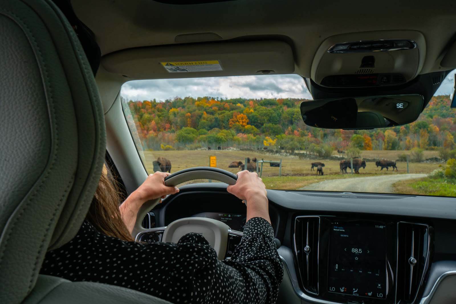 Megan driving through Mud Creek Bison Ranch near Hammondsport in the Finger Lakes New York