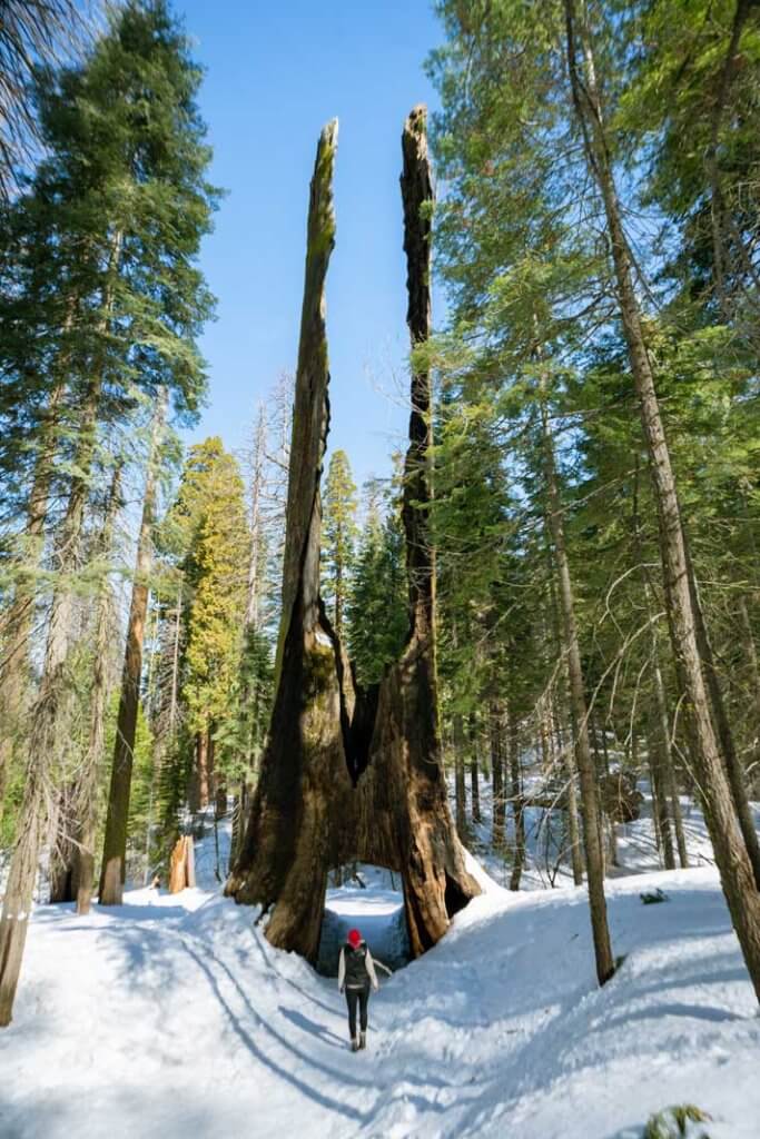 Megan looking at the tunnel sequoia in Tuolumne Grove in Yosemite National Park