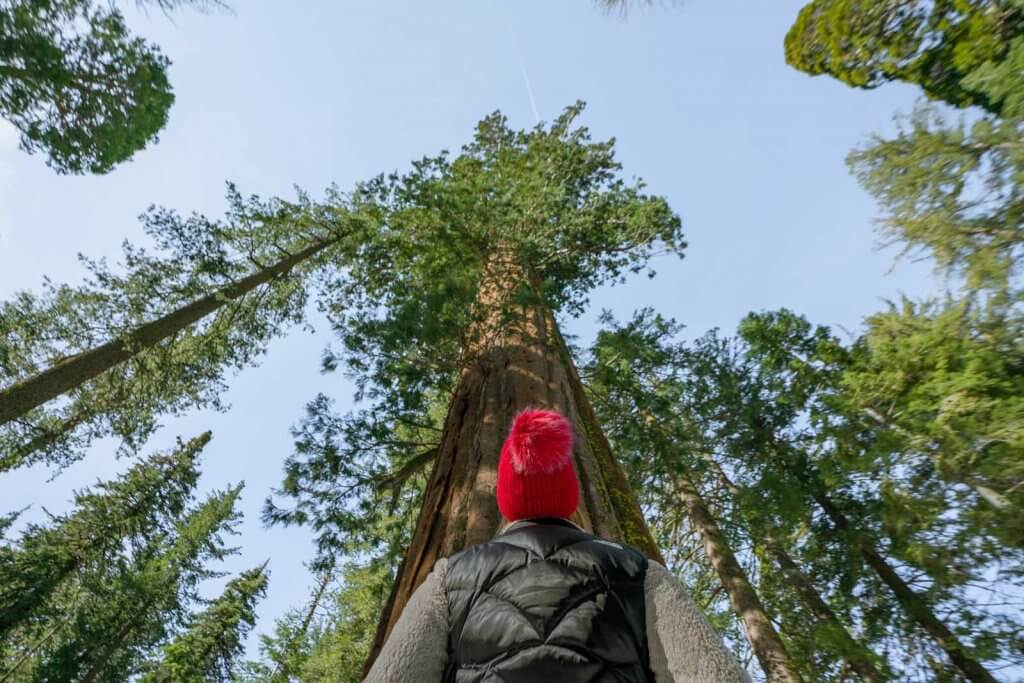 Megan looking up at a giant sequoia in Tuolumne Grove in Yosemite National Park