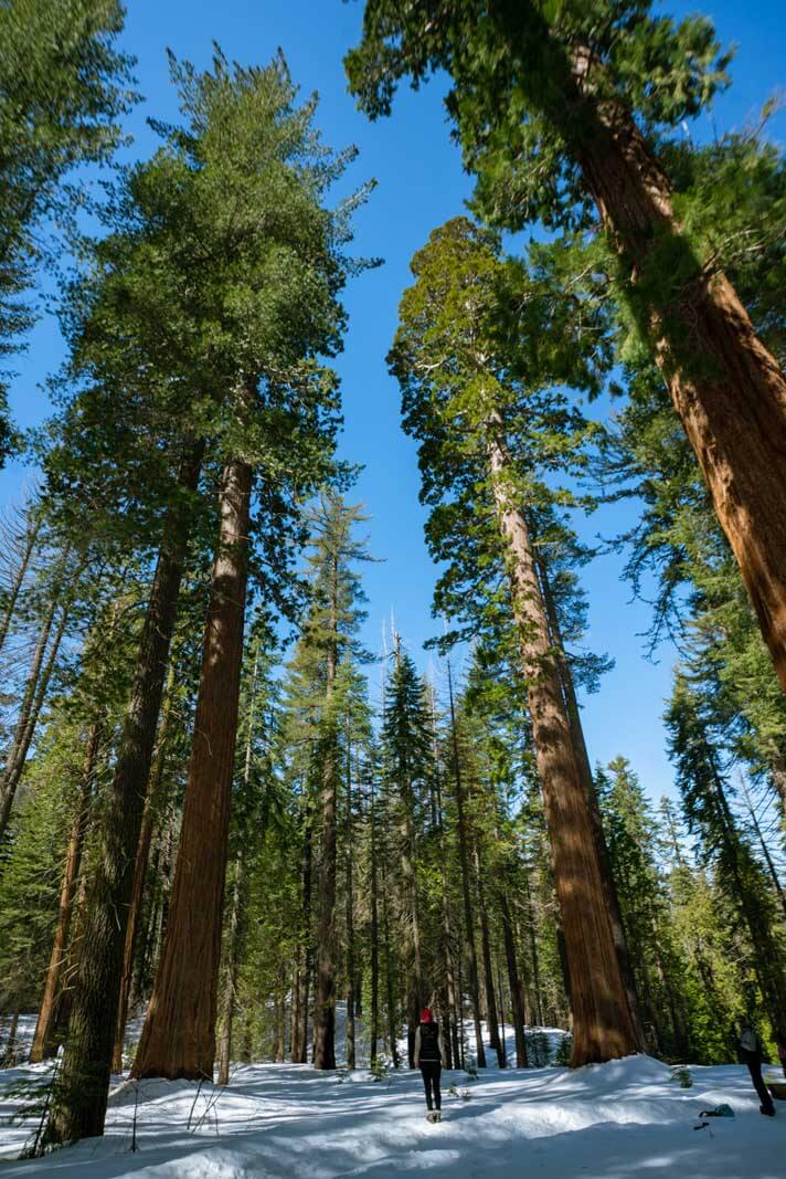 Megan looking at the giant sequoias in Tuolumne Grove at the Big Flat Oak Entrance of Yosemite National Park with Echo Adventures Cooperative