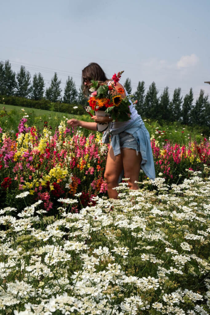 Megan picking flowers at Black Fox Farm and Distillery in Saskatoon Saskatchewan