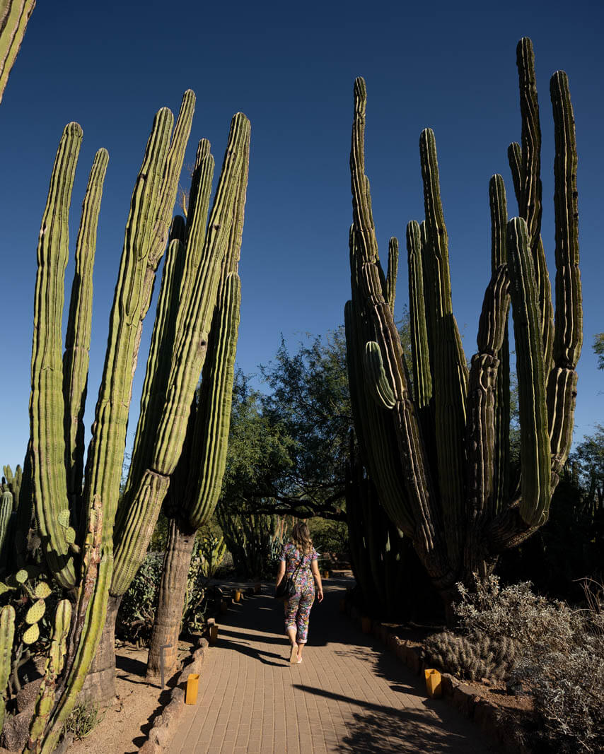 Megan walking through a trail of organ pipe cacti at desert botanical garden in papago park arizona