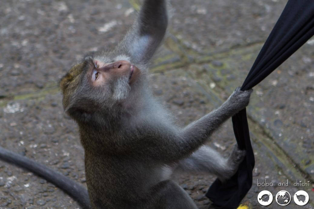 Sacred Monkey Forest in Ubud