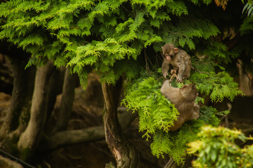 Monkeys in a tree Arashiyama Monkey Hill